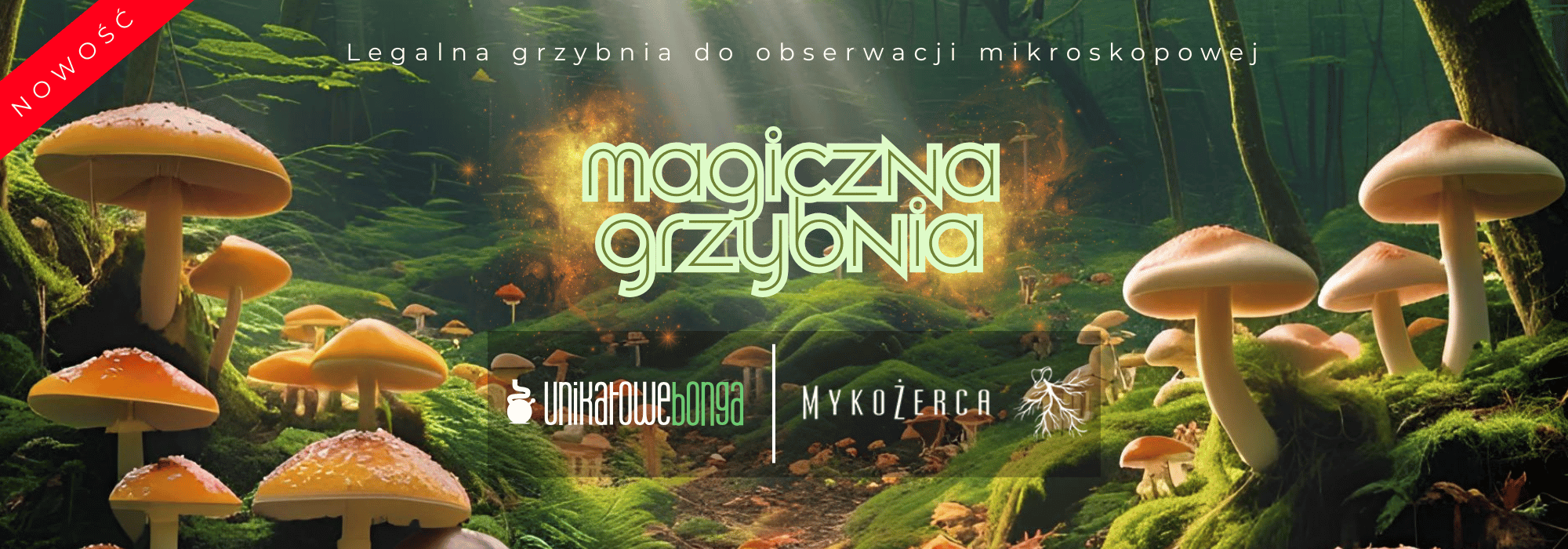 Grzyby